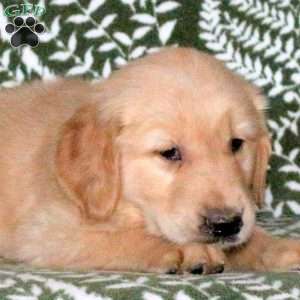 Ragu, Golden Retriever Puppy