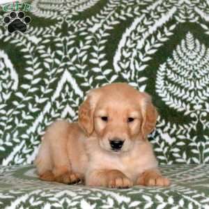 Rainbow, Golden Retriever Puppy