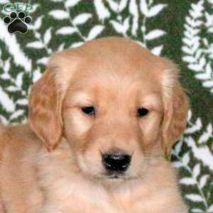 Rainbow, Golden Retriever Puppy