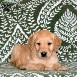 Raisin, Golden Retriever Puppy