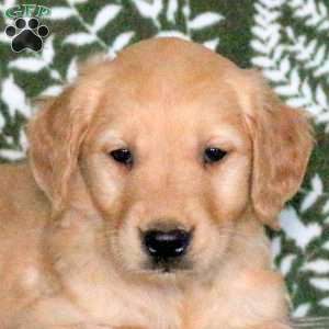 Raisin, Golden Retriever Puppy