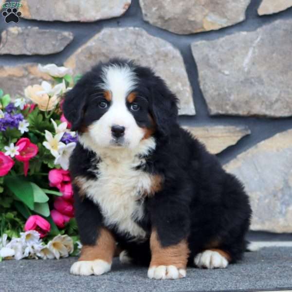 Randy, Bernese Mountain Dog Puppy
