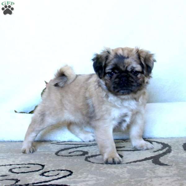 Randy-Longhaired, Pug Puppy