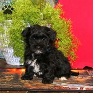 Randy, Havapoo Puppy