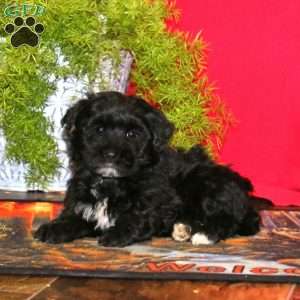 Randy, Havapoo Puppy