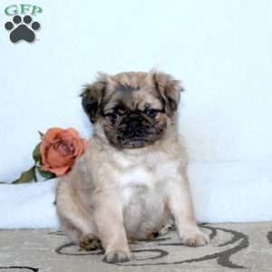 Randy-Longhaired, Pug Puppy