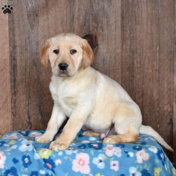 Ranger, Yellow Labrador Retriever Puppy