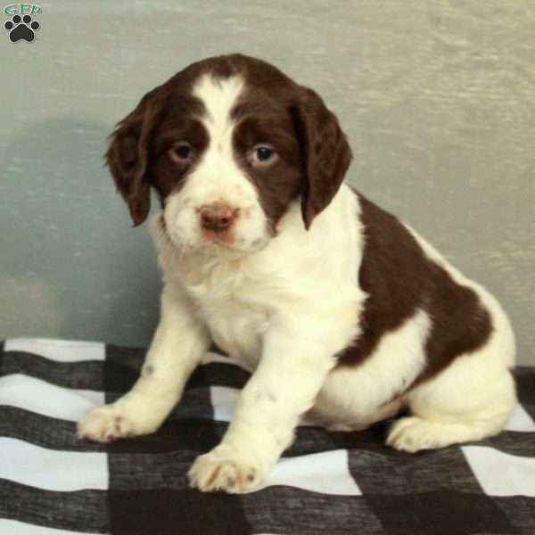 Ranger, English Springer Spaniel Puppy
