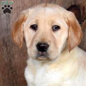 Ranger, Yellow Labrador Retriever Puppy