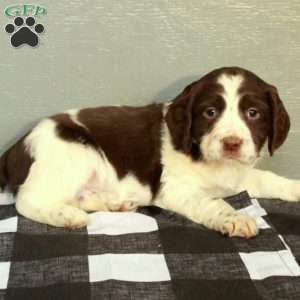 Ranger, English Springer Spaniel Puppy