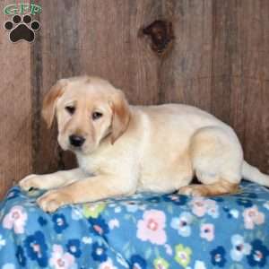 Ranger, Yellow Labrador Retriever Puppy
