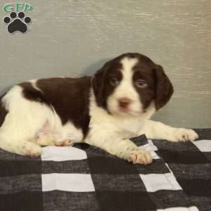 Ranger, English Springer Spaniel Puppy