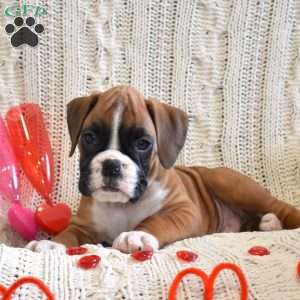 Rascal, Boxer Puppy