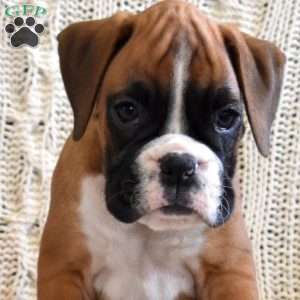 Rascal, Boxer Puppy