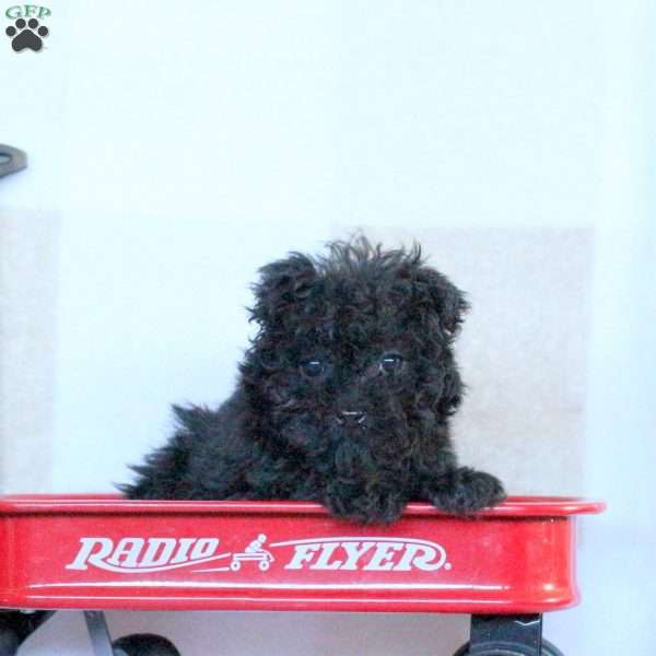 Raven, Yorkie Poo Puppy