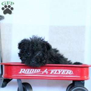 Raven, Yorkie Poo Puppy
