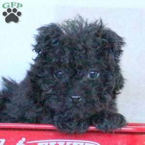 Raven, Yorkie Poo Puppy
