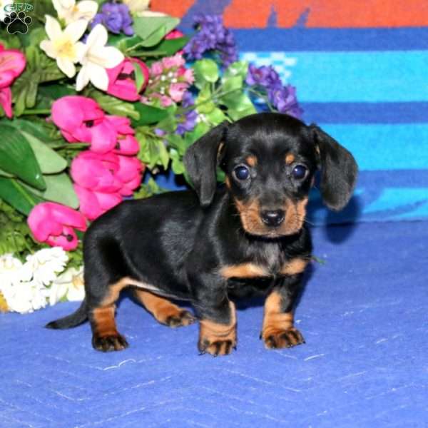 Rayna, Dachshund Puppy