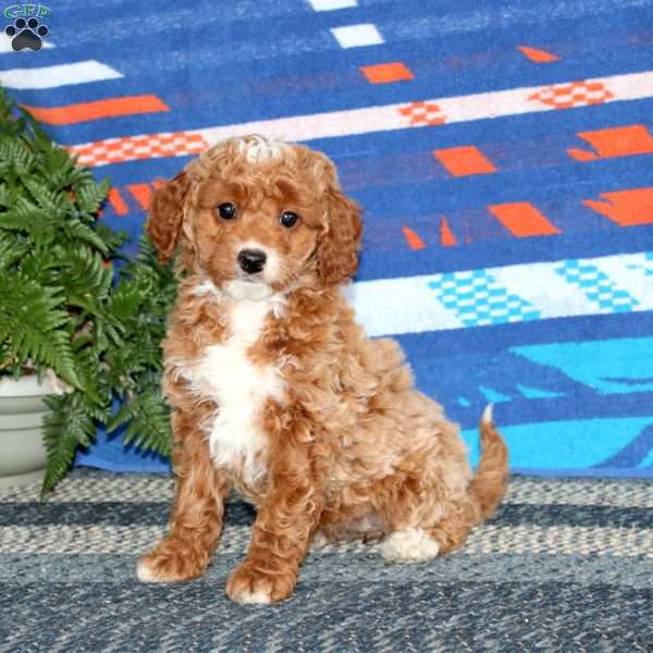 Rayna, Mini Labradoodle Puppy