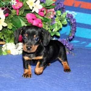 Rayna, Dachshund Puppy