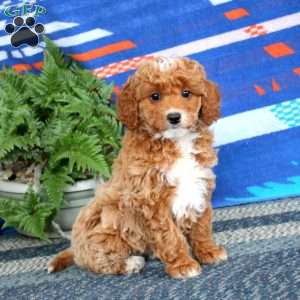 Rayna, Mini Labradoodle Puppy