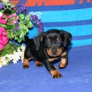 Rayna, Dachshund Puppy