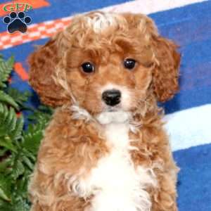 Rayna, Mini Labradoodle Puppy