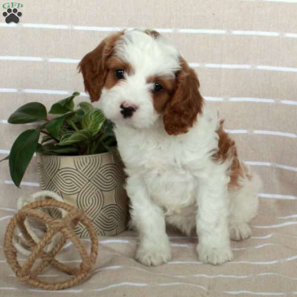 Reagan, Cavapoo Puppy