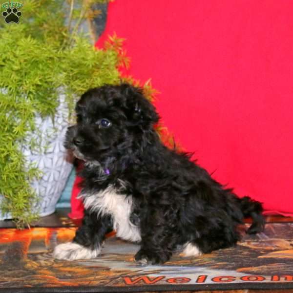 Reece, Havapoo Puppy