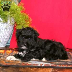 Reece, Havapoo Puppy