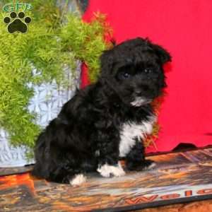 Reece, Havapoo Puppy