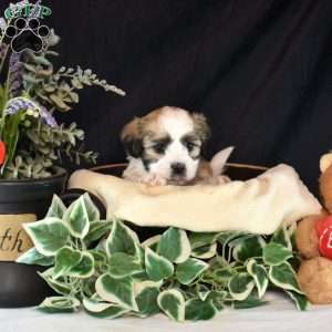 Reese, Teddy Bear Puppy