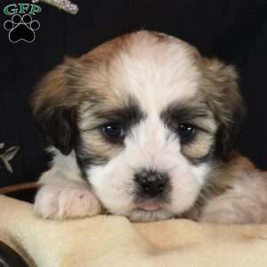 Reese, Teddy Bear Puppy