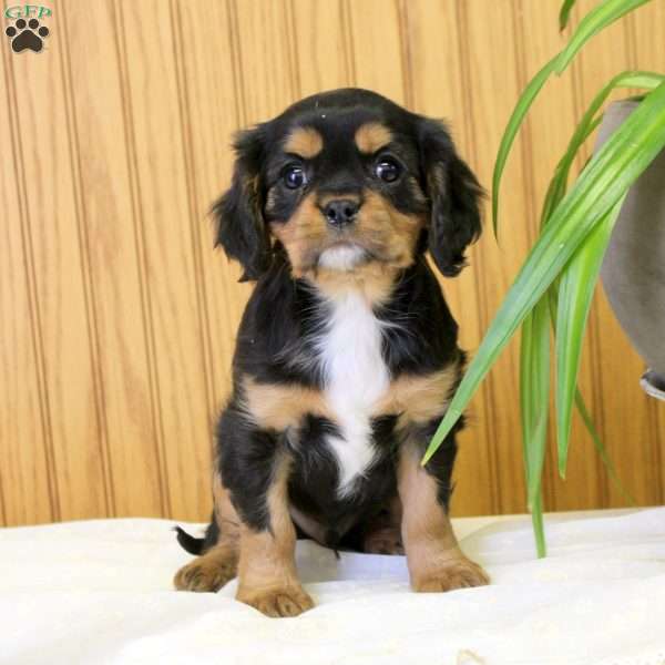 Reid, Cavalier King Charles Spaniel Puppy