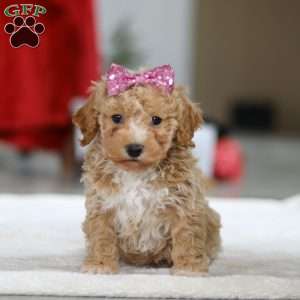 Remi, Bichon Frise Puppy