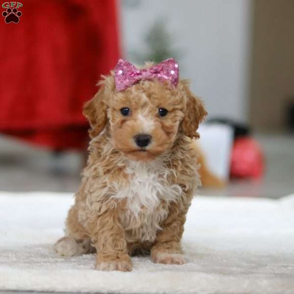 Remi, Bichon Frise Puppy