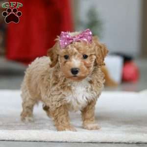 Remi, Bichon Frise Puppy