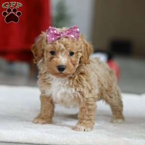 Remi, Bichon Frise Puppy