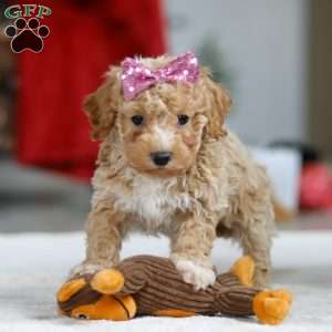 Remi, Bichon Frise Puppy