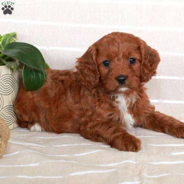 Remi, Cavapoo Puppy