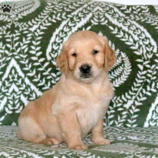 Remi, Golden Retriever Puppy