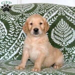 Remi, Golden Retriever Puppy