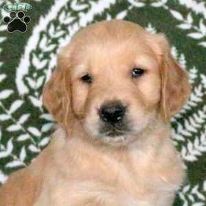 Remi, Golden Retriever Puppy