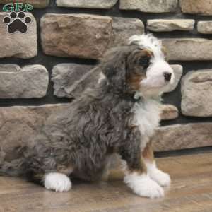 Ren, Mini Bernedoodle Puppy