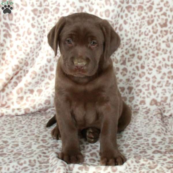 Renner, Chocolate Labrador Retriever Puppy