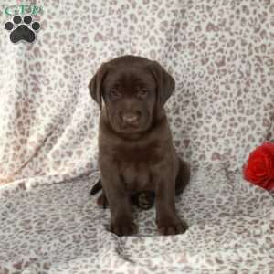 Renner, Chocolate Labrador Retriever Puppy