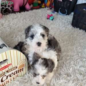 Ricky, Mini Sheepadoodle Puppy