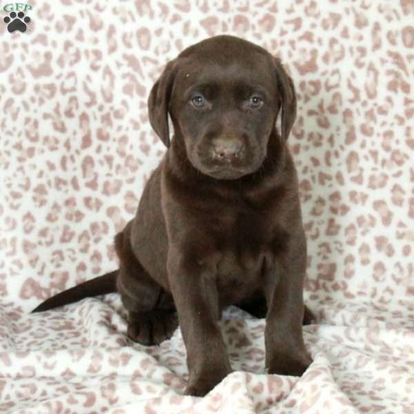 Rex, Chocolate Labrador Retriever Puppy