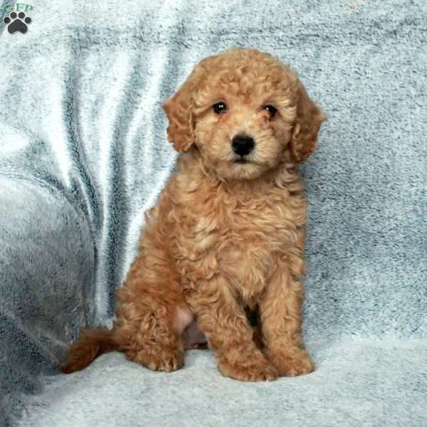 Rex, Miniature Poodle Puppy