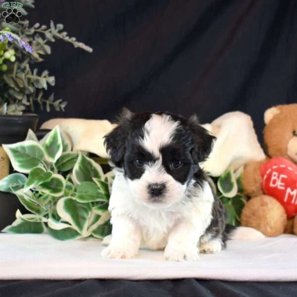 Rex, Teddy Bear Puppy